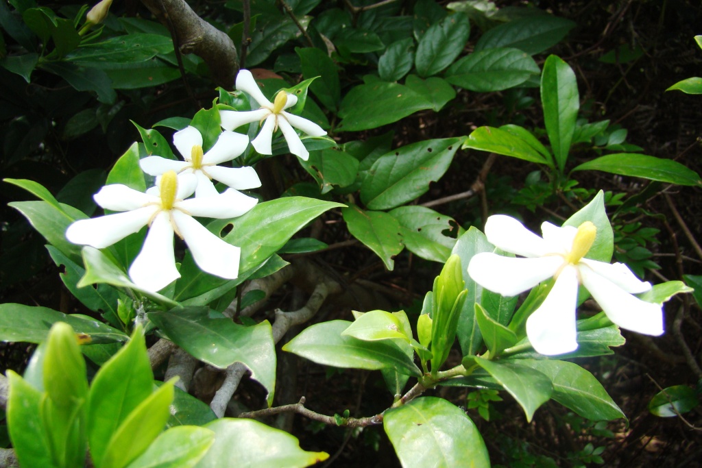 为什么新买的盆栽栀子花都是黄泥栽的,而且不好养活?