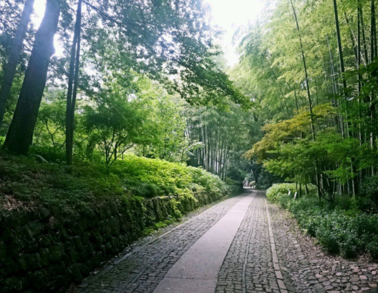 西湖十大美景之云溪竹径,幽静,平和的竹林小路!