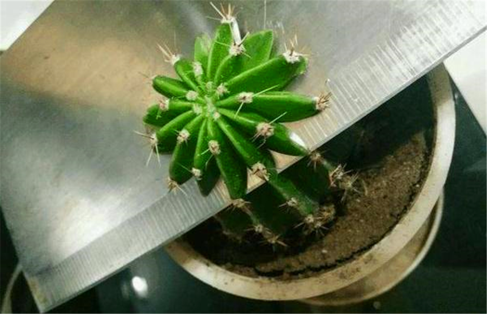 仙人球徒长成"腰鼓",整齐"一刀切",晾一晾来扦插,30天爆崽
