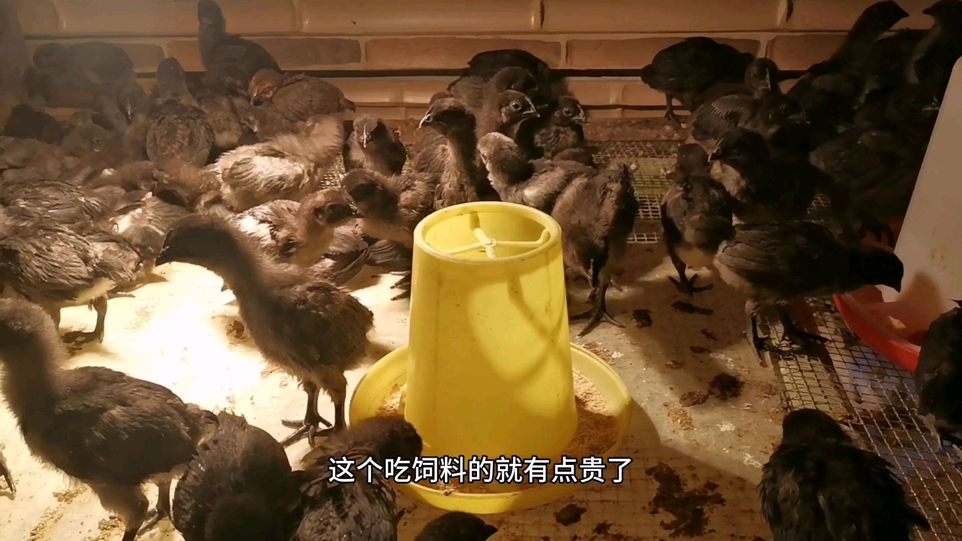 播种春天里 农村养殖小伙,乌骨鸡自己育苗,长势真棒