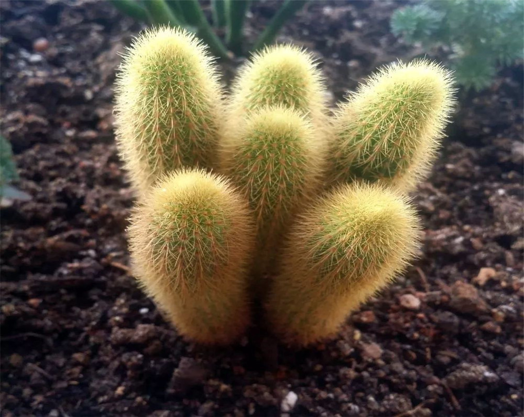 seo综合佰金手指花总二一 baijiahao.baidu.com