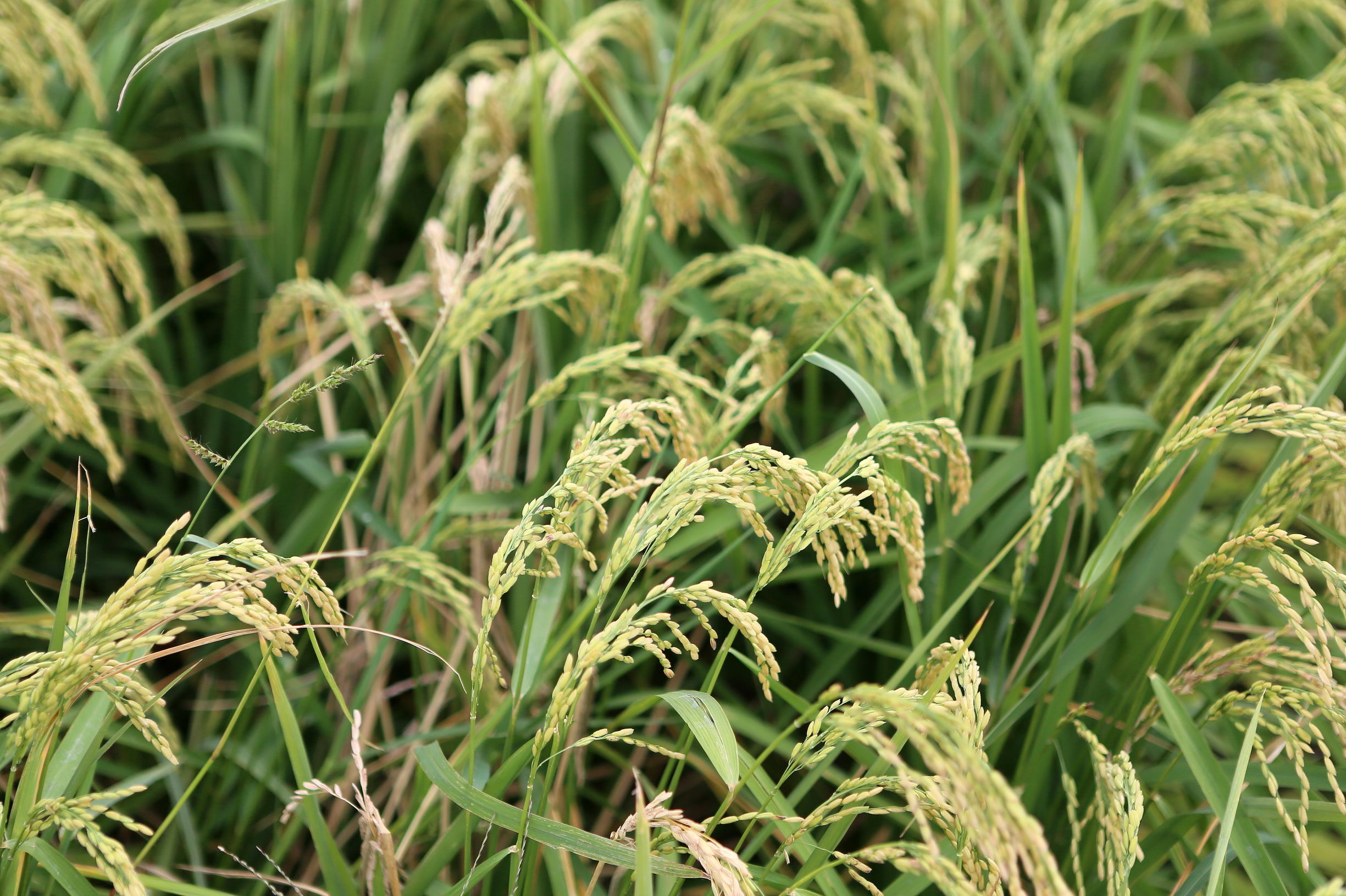 农产品谁将成为下一个黑马?宣化县杂交谷子