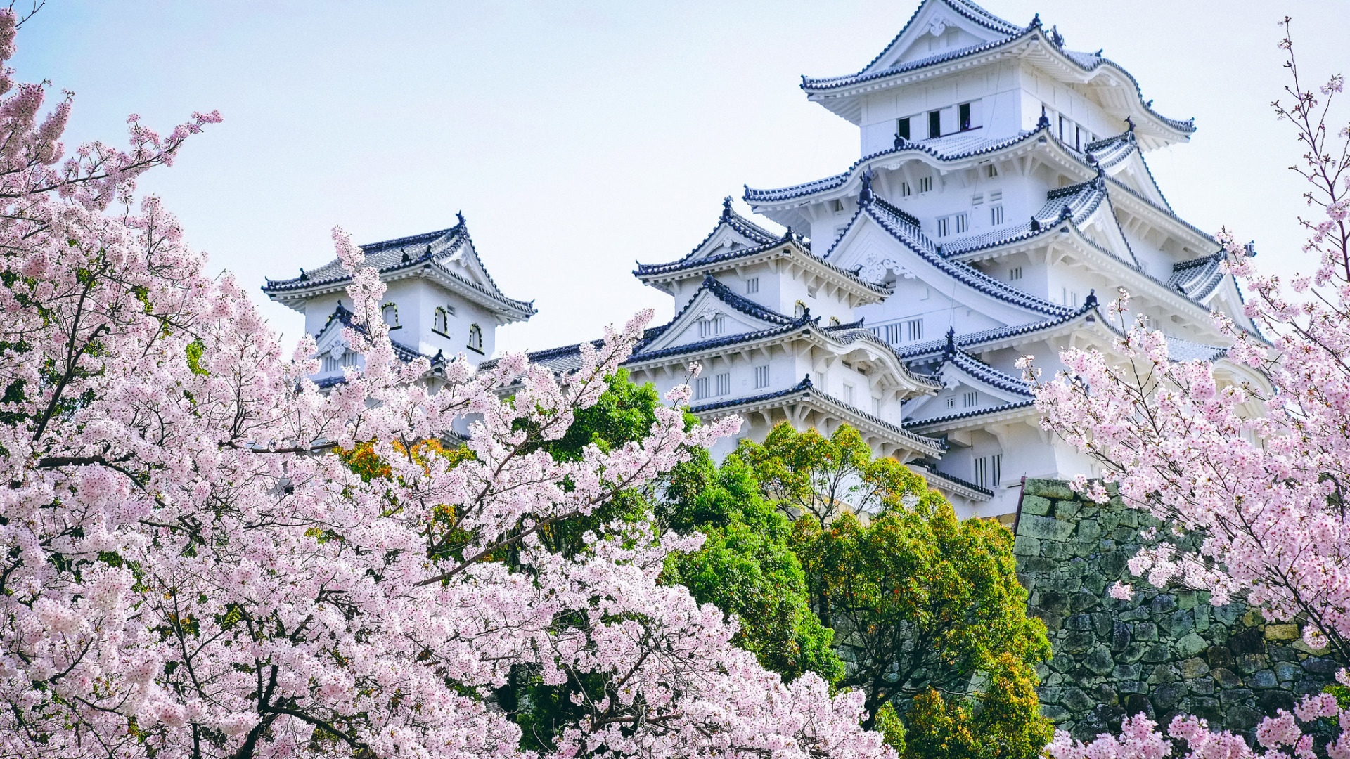 满树烂漫的日本樱花美景