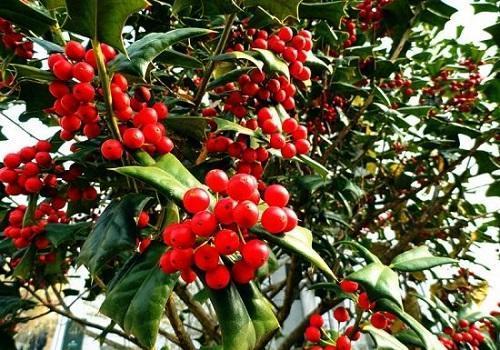 这树为"圣诞"而生,有着红果子和翠绿叶片,寓意红火大家都喜欢