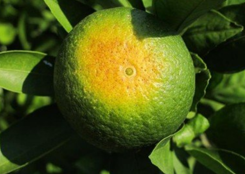 柑橘得了日灼病怎么办?提前预防和治疗的5个方法,不要担心!