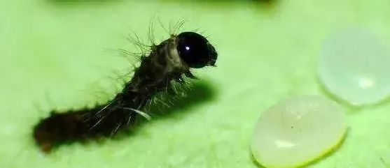 蚕工坊:蚁蚕的转移,喂养和护理