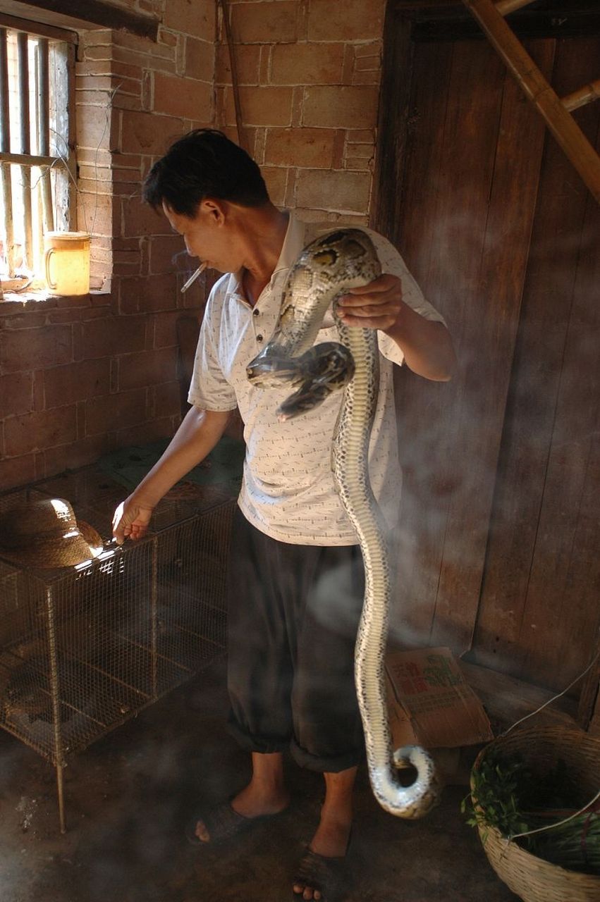 这些人的胆子也太大了吧!敢用手抓蛇,一般人看见就够害怕的.