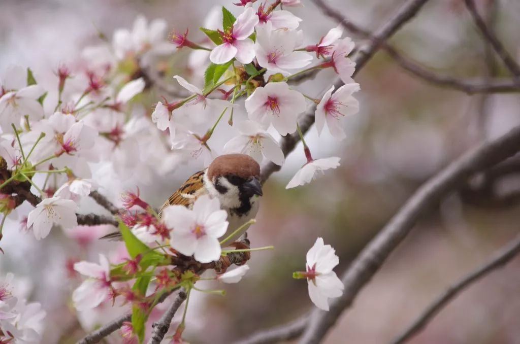 传说中的樱吹雪,原来就是酱婶儿哒
