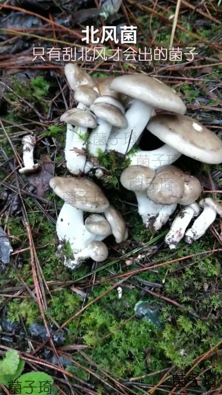 云南两种相似的菌子-北风菌和一窝羊菌