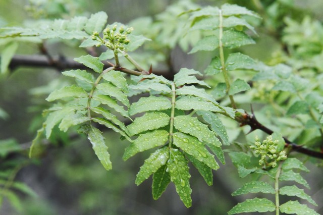 花椒水的作用有哪些,这个最普通的食材,究竟隐藏了什么秘密