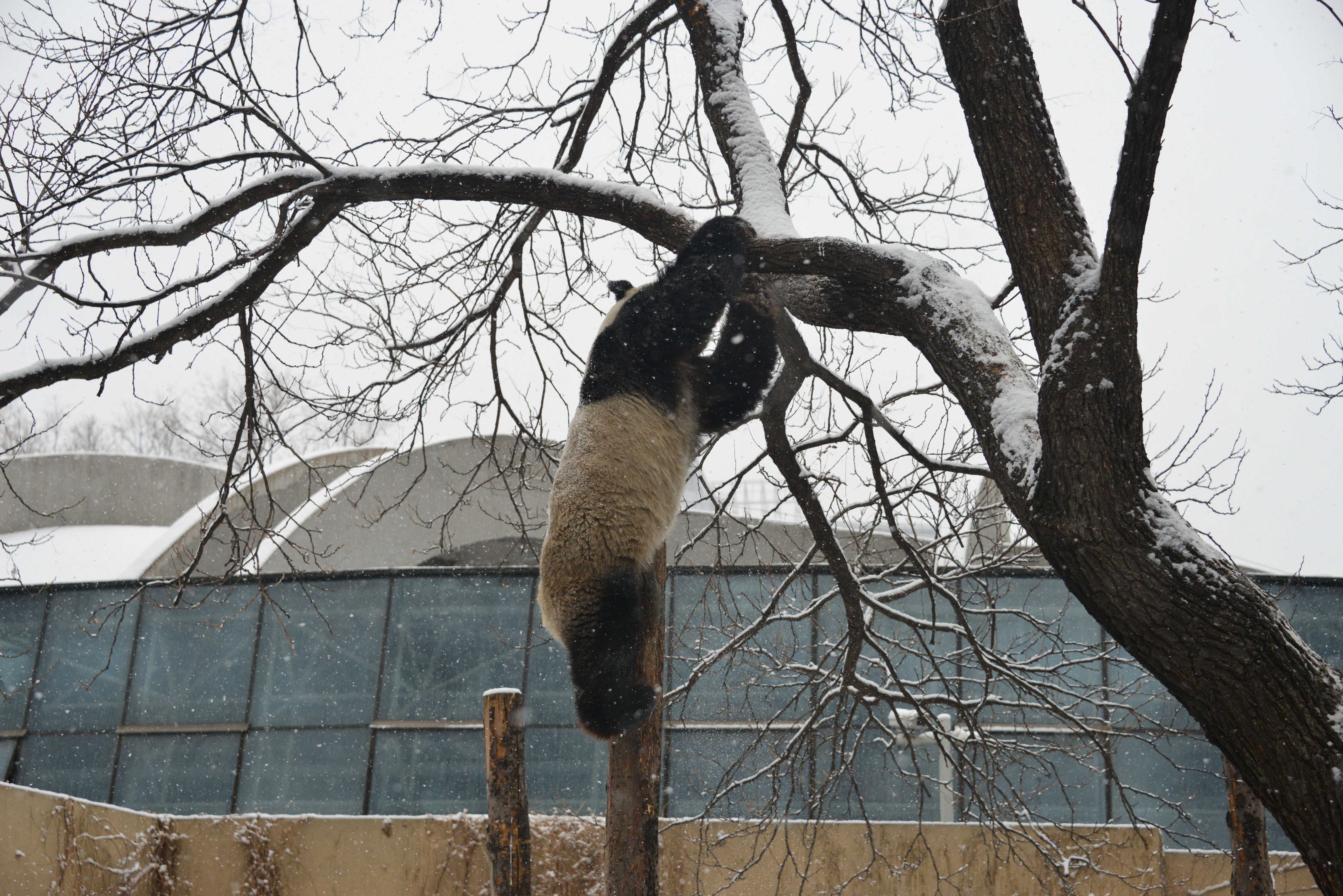 熊猫爬树下不来图片