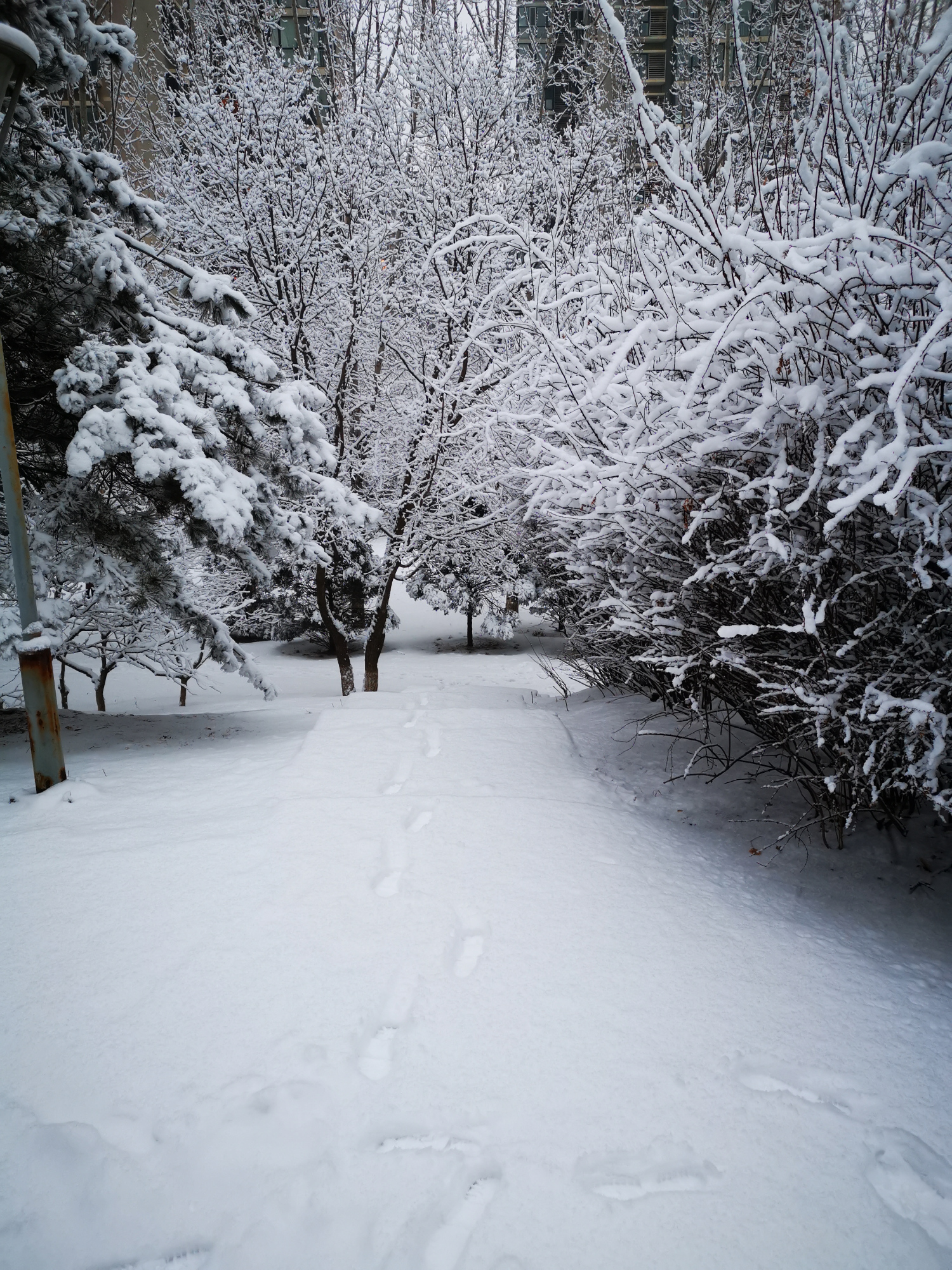 雪落无痕:白茫茫一片,大地真干净