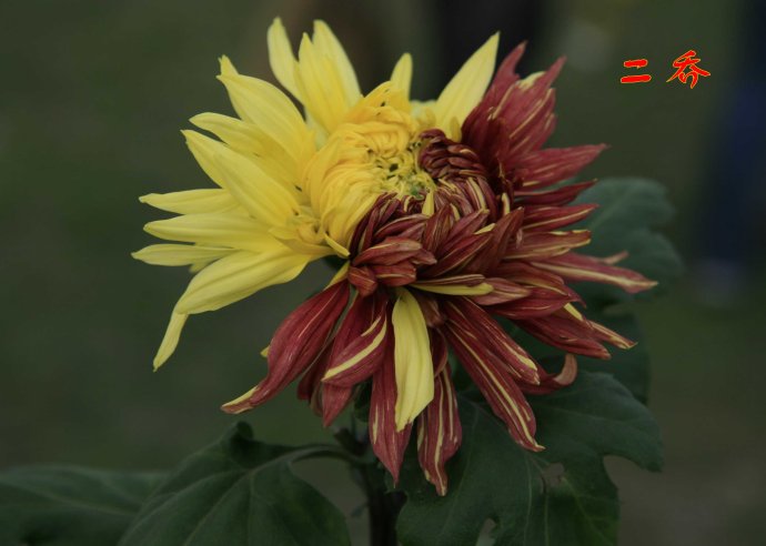 深秋赏菊正当时!最全的菊花品种,看到最后一个简直惊呆了!