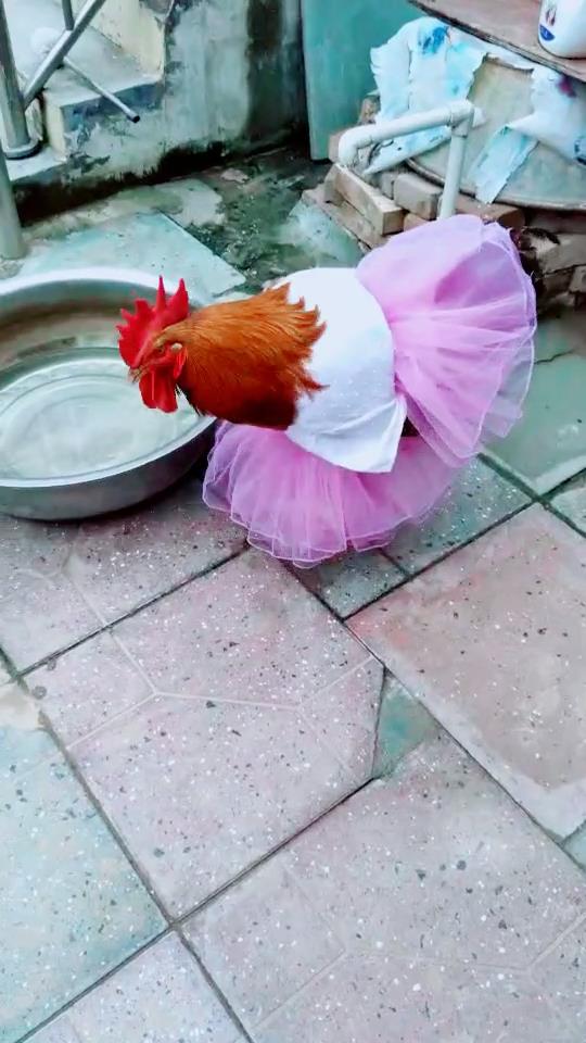 大公鸡每天穿不同款衣服成"网红鸡",根据季节不同还分冬款夏款