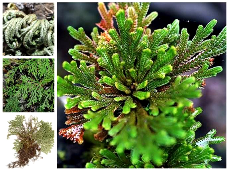 农村一种野草"踩不死",盆栽盆景好材料,治病良药,见到请珍惜