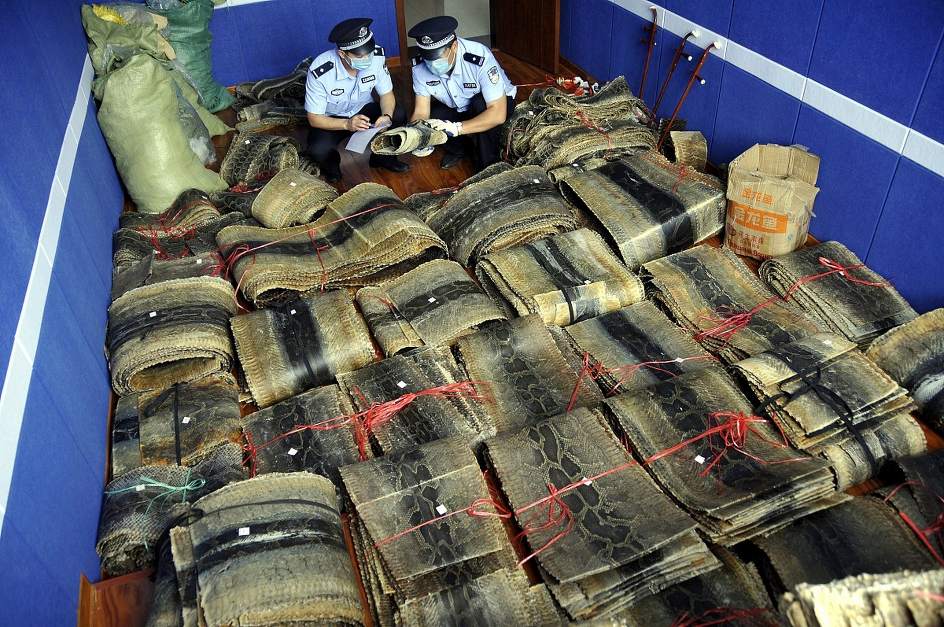 泰国警方最近破获了一起惊天动地的穿山甲鳞片走私案.