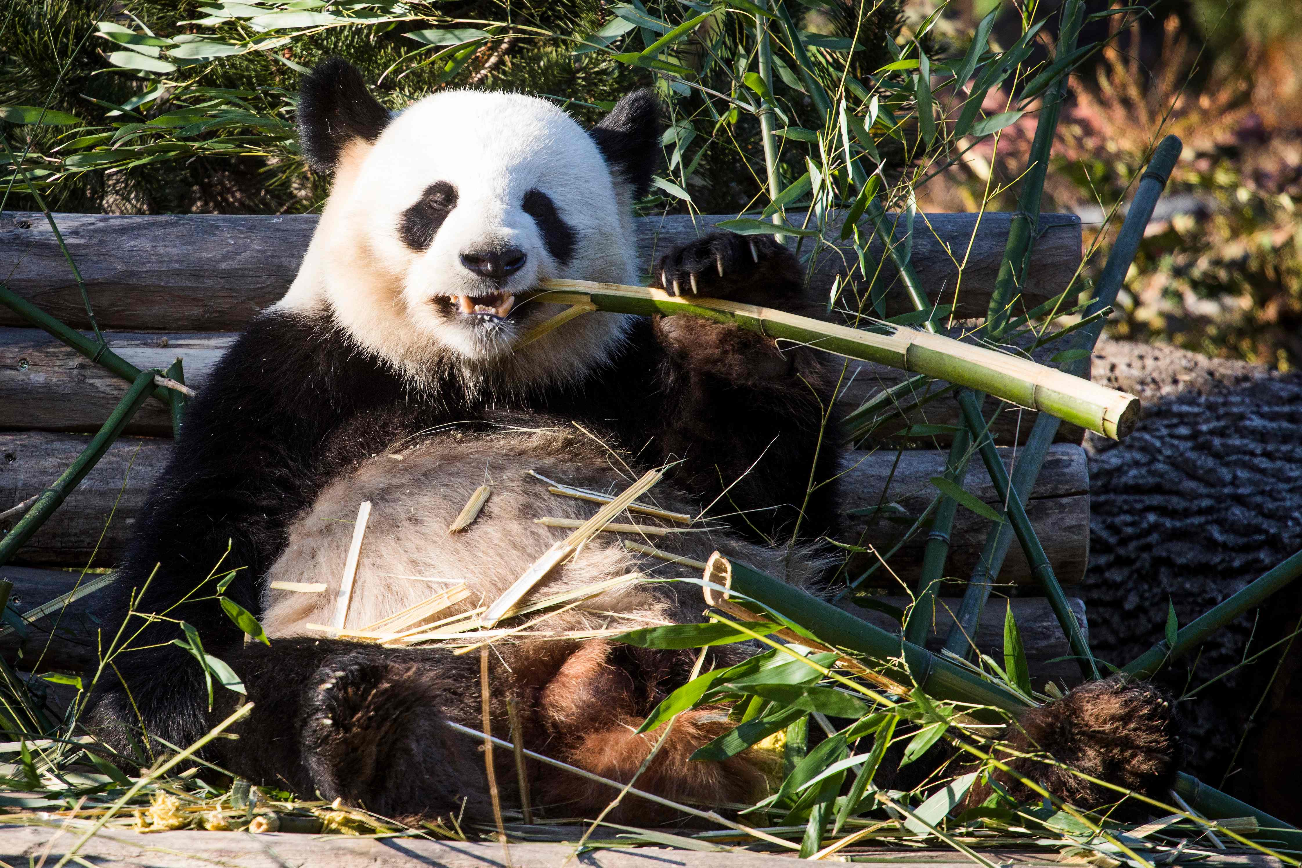 走进柏林动物园(2)