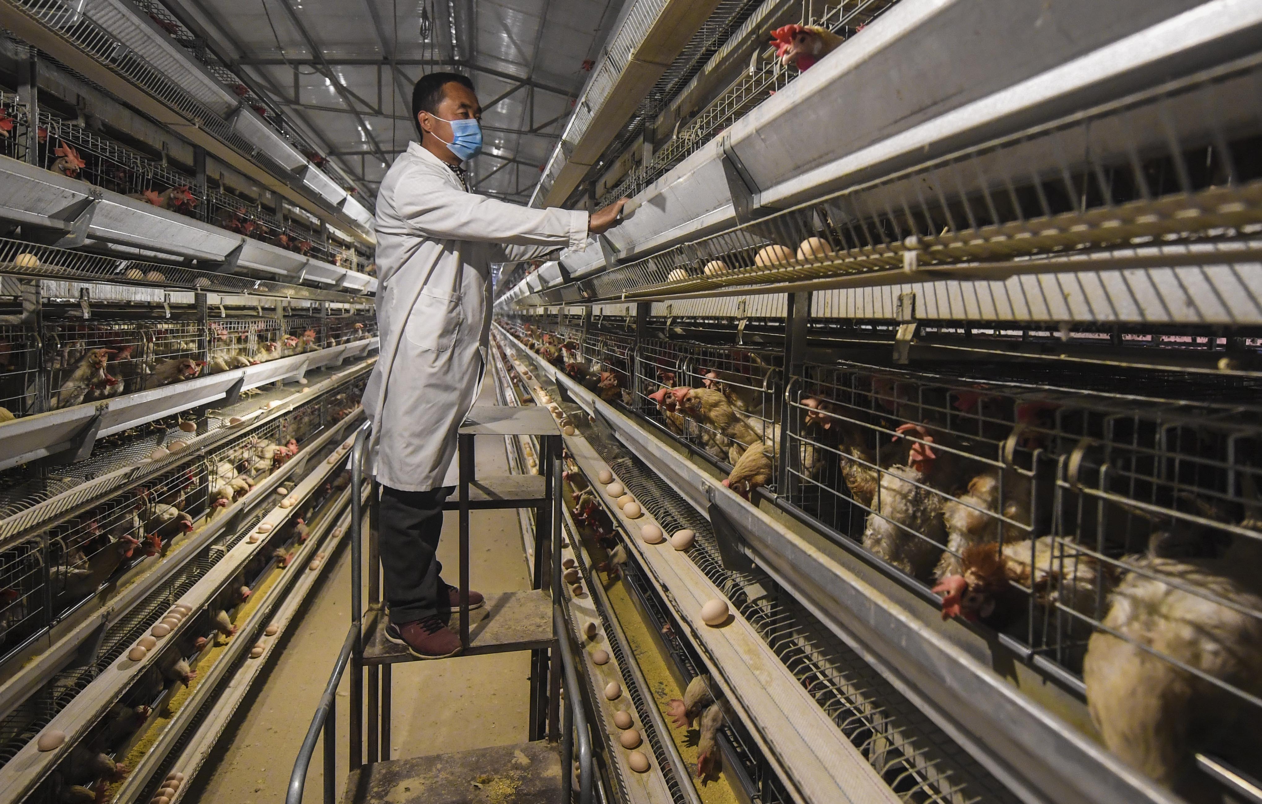 河北枣强:"蛋鸡"规模化养殖富农家(1)