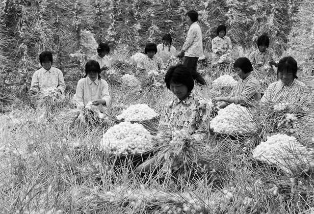七十年代的农村生活,满满的都是回忆