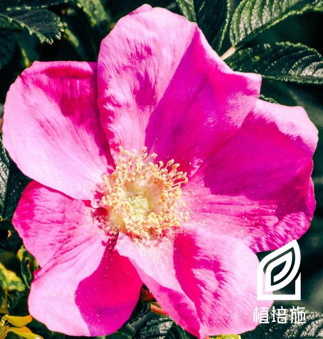 「植培施」玫瑰rosa rugosa 落叶灌木类栽培手册
