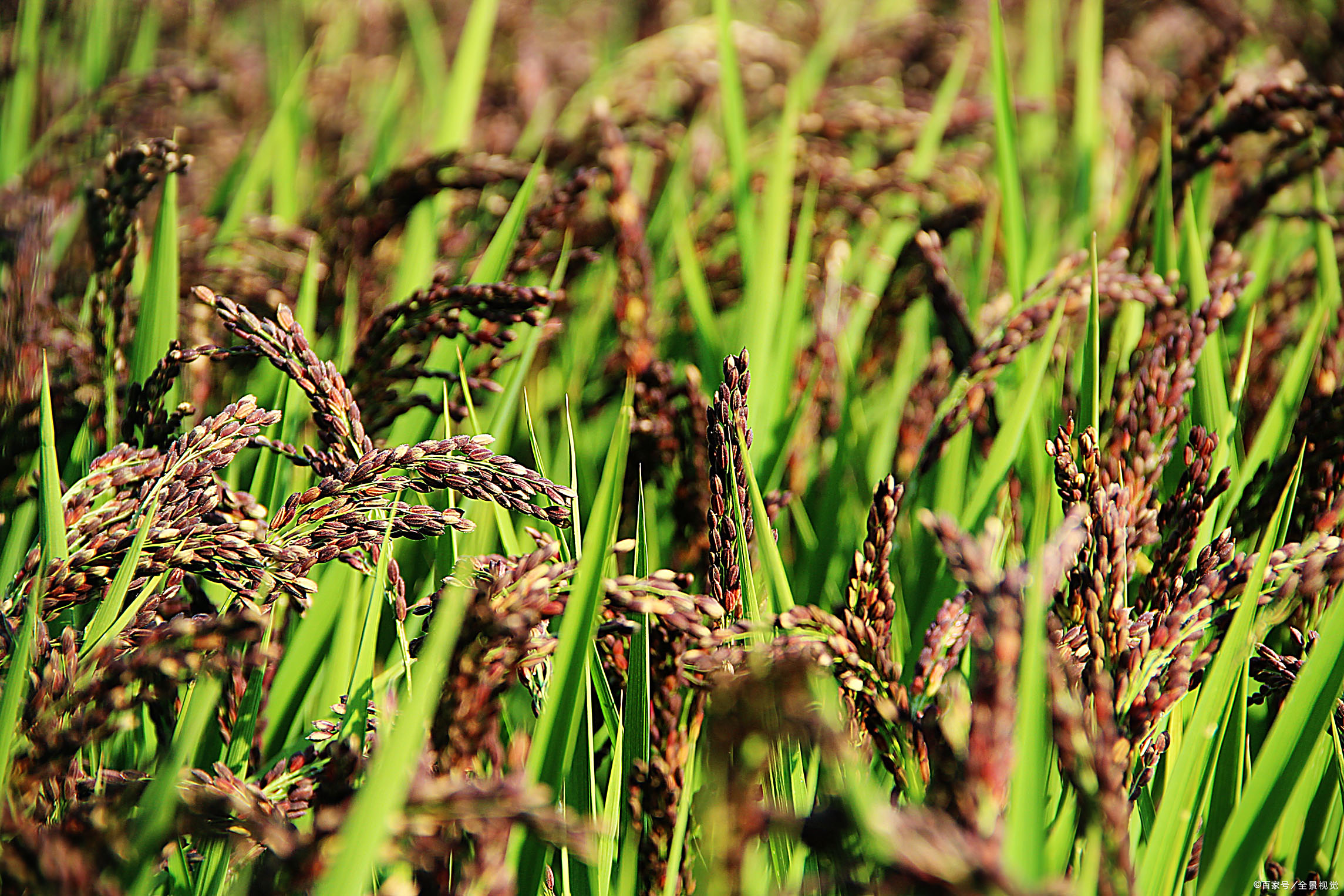 大米- 热门商品专区