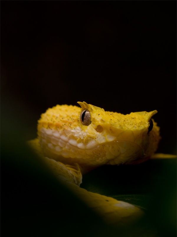 黄斑棕榈蝮图片