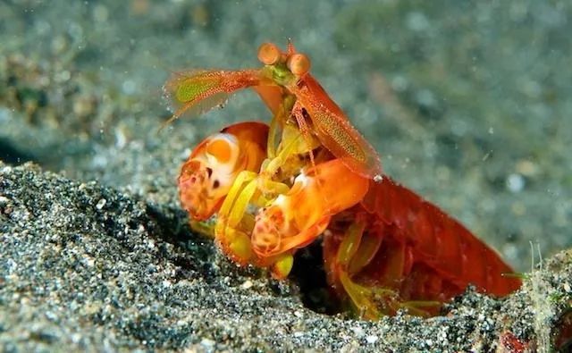 凶猛的海洋拳击手,雀尾螳螂虾