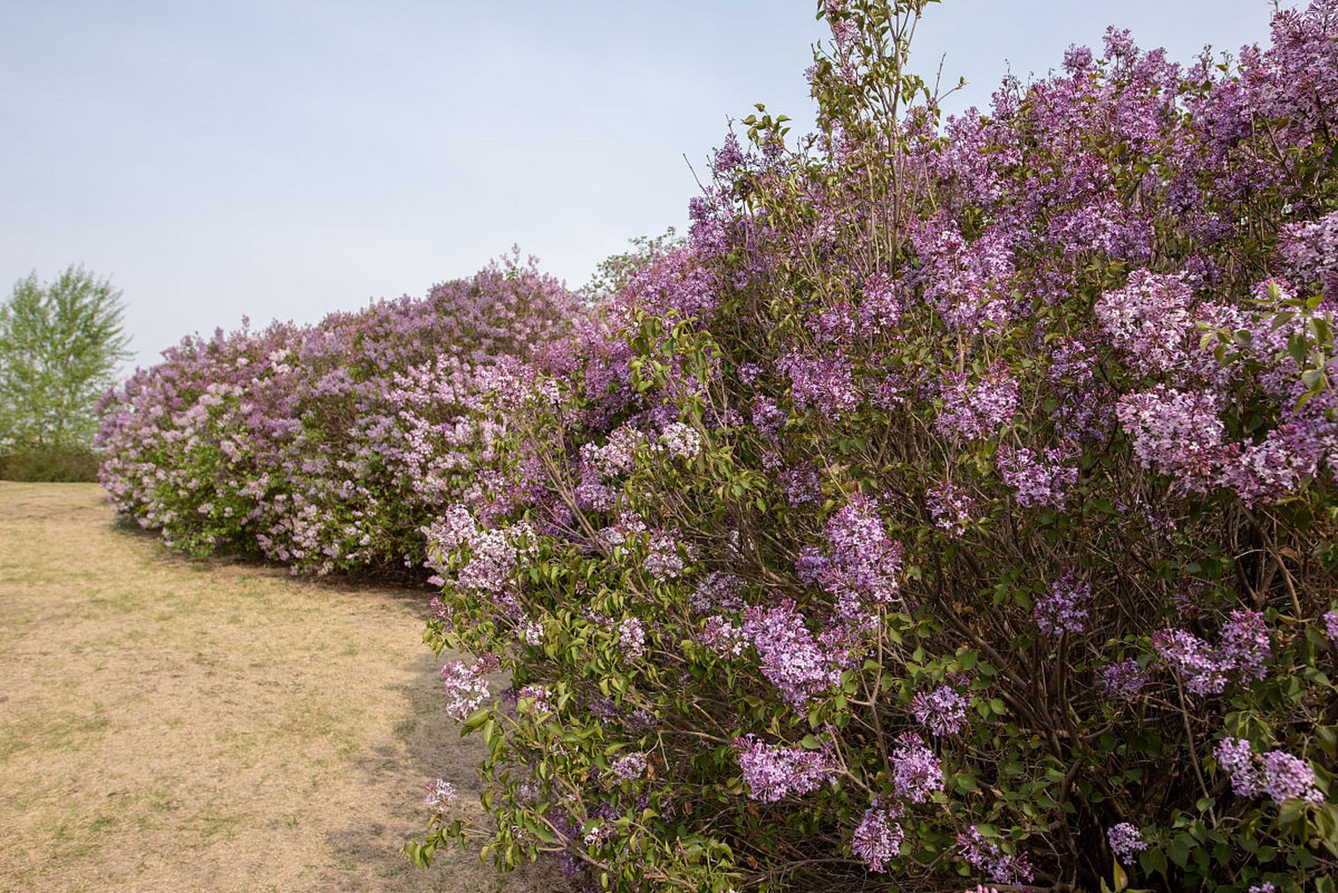 欲知方寸,共有几许新愁,芭蕉不展丁香结.