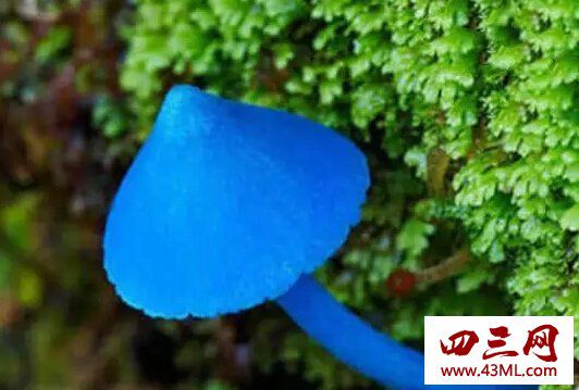 世界十大最奇怪的蘑菇,天蓝蘑菇颜色最鲜艳