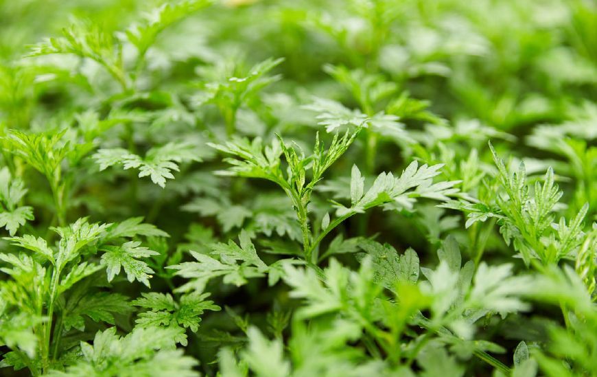 艾草是农村常见的植物,艾草有什么特征和功效?