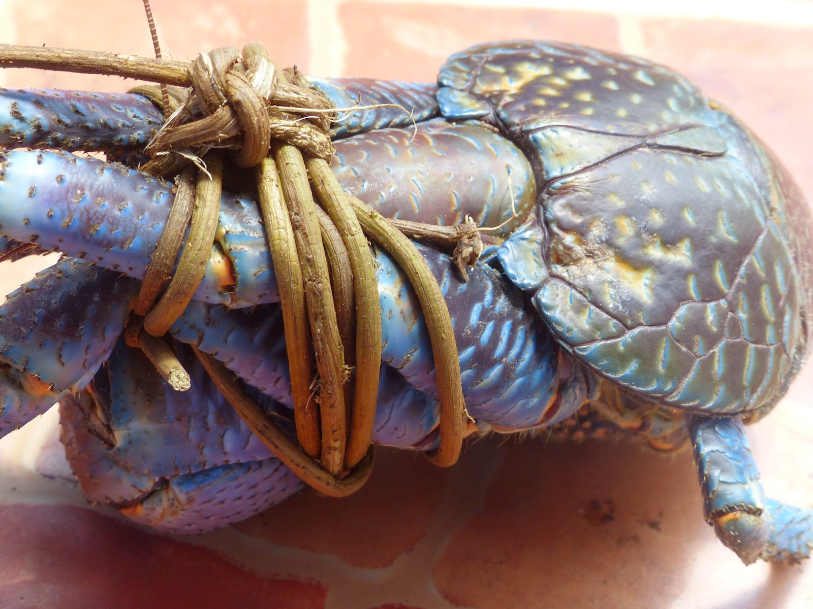 世界最大陆生蟹,能剥椰子会爬树,如今在当地居民餐桌上挣扎