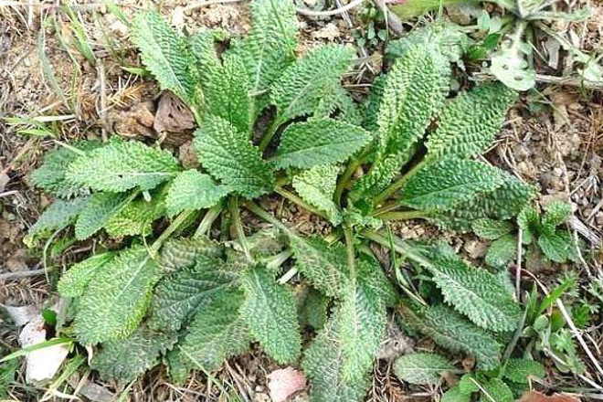 导语:农村一种植物,叶子形似蛤蟆皮,价值很珍贵,但却少有人知.