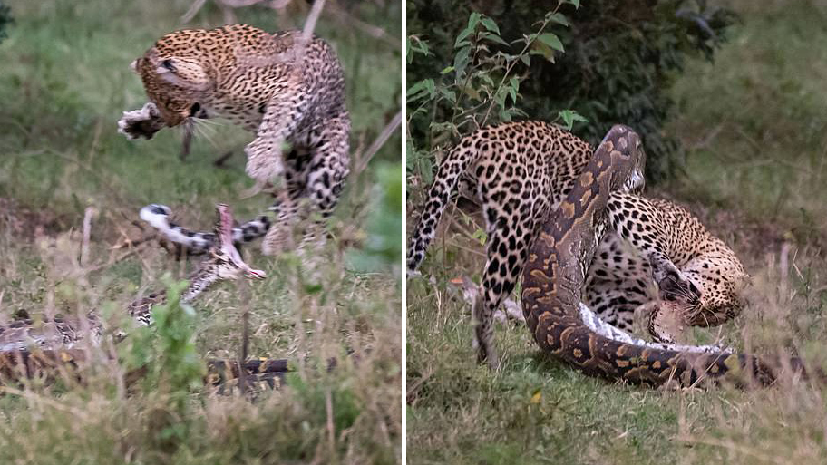 残酷的大自然!豹子跟蟒蛇开启生死大战蟒蛇头骨被咬穿