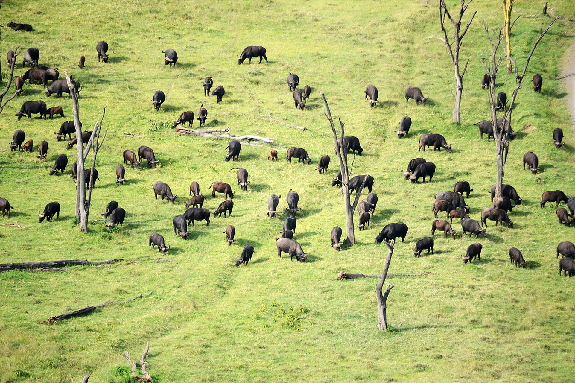 美洲野牛有两种,一种是西部野牛(bison bison americanus),另一智是