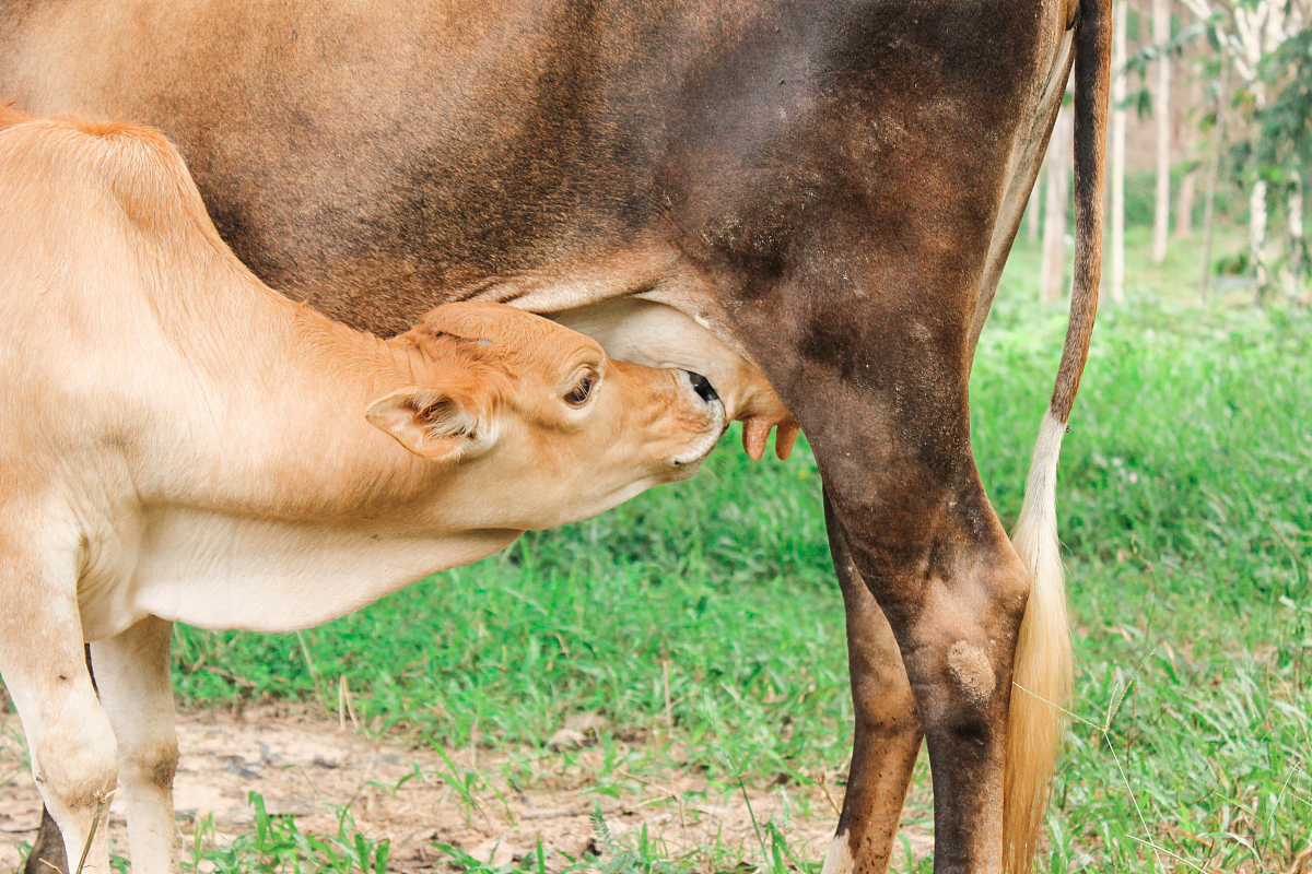 交配过程需要双方的配合和协调,以确保繁殖的