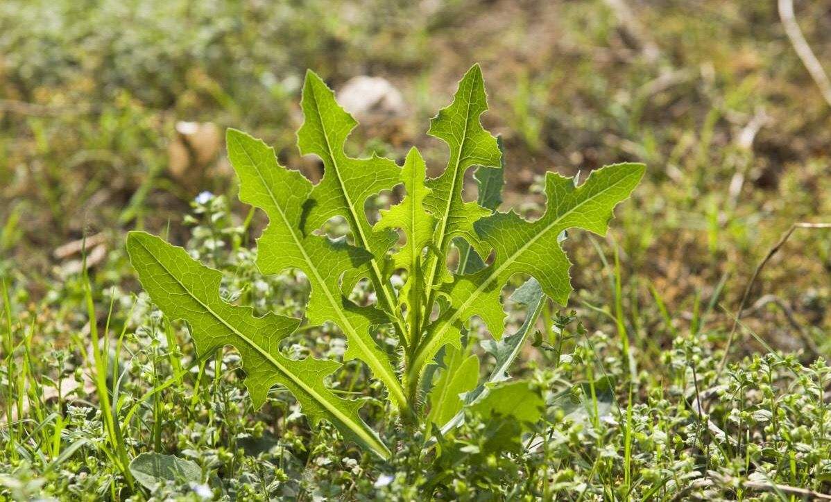 有祛瘀排脓功效的败酱草,人工如何种植?这4个种植技术缺一不可