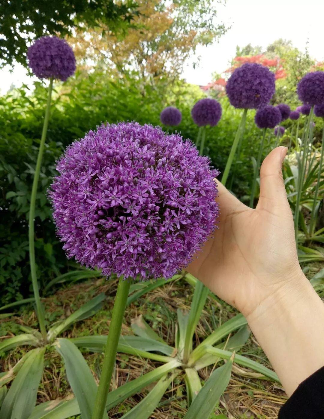 土里埋下1个球,开出紫色大葱,像是一个小小的魔法球!