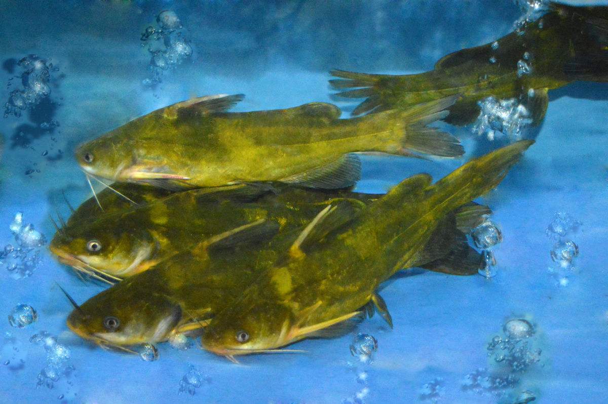黄颡鱼壁纸图片