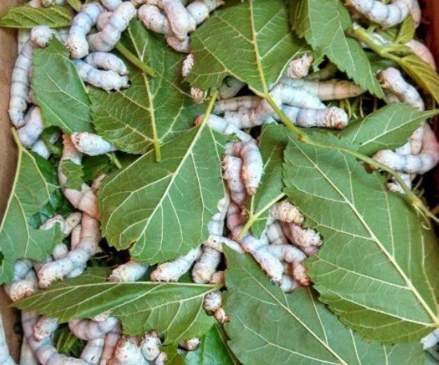 蚕虫- 优质问答专区