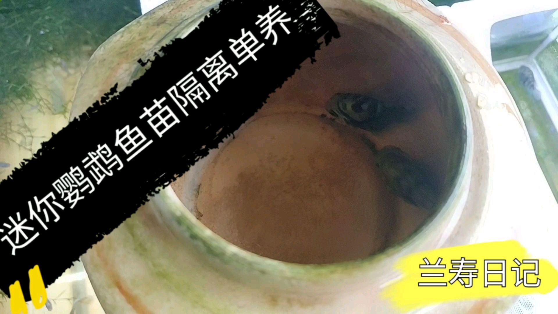 把迷你鹦鹉鱼刚出罐的小鱼苗捞出来人工喂养 避免吃苗 成活率更高