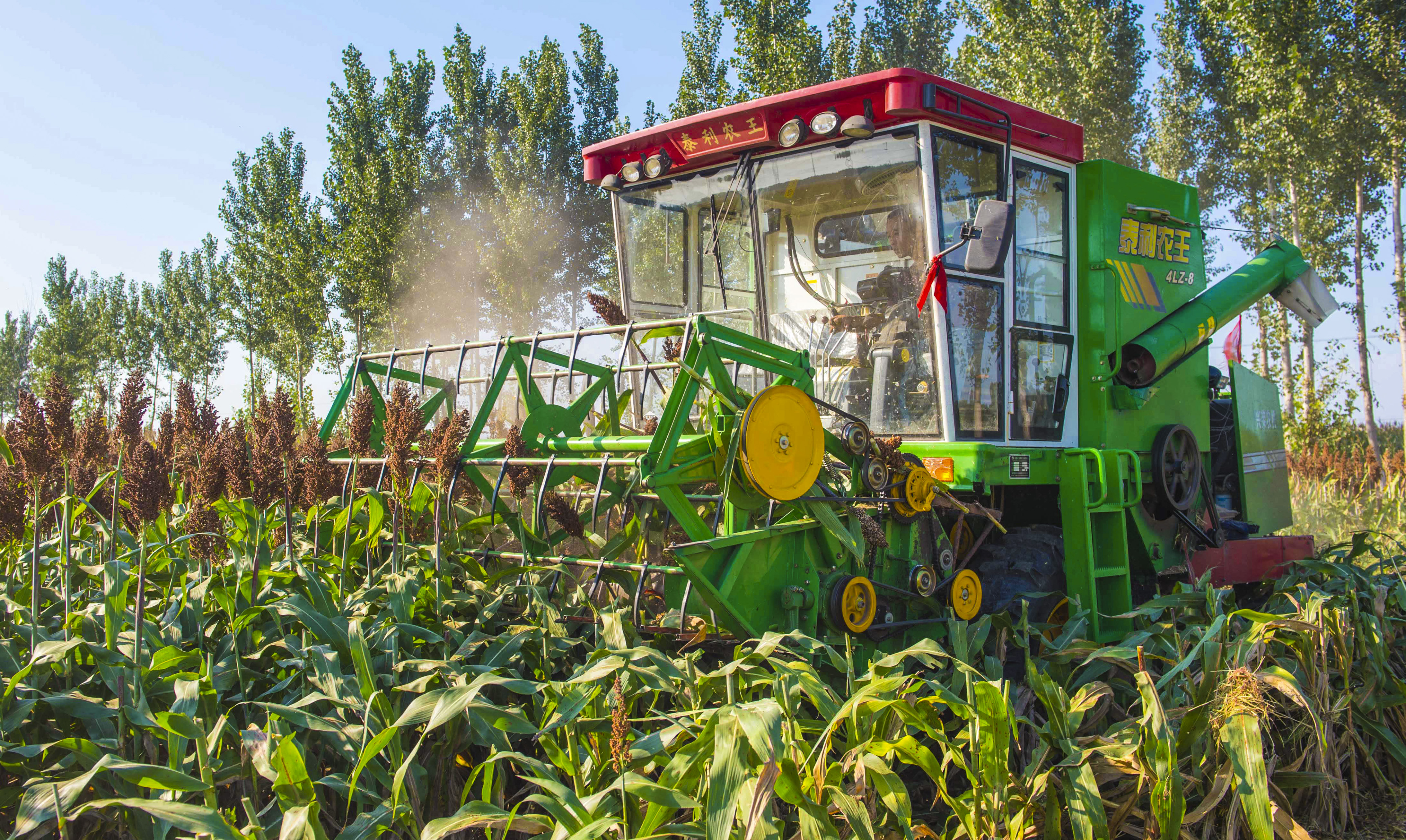 河北枣强:高粱种植助推产业脱贫(3)