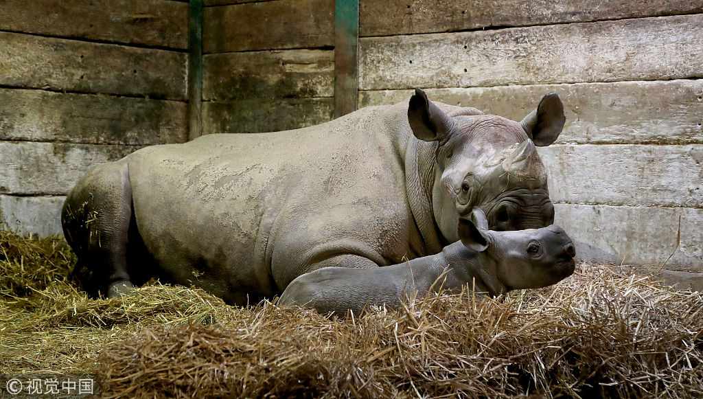 英国动物园两周大黑犀牛宝宝亮相 大耳朵超萌