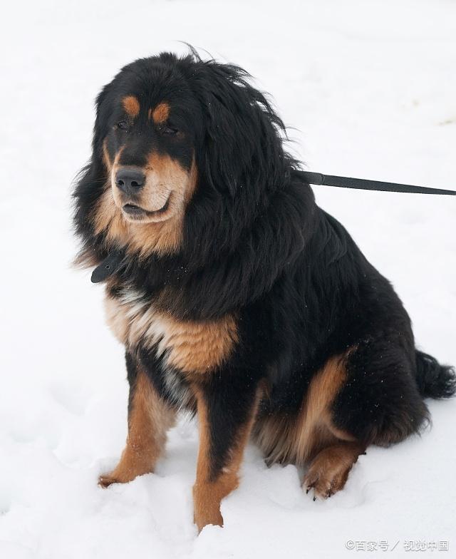 藏獒,強壯而又忠心,源於青藏高原的大型犬類