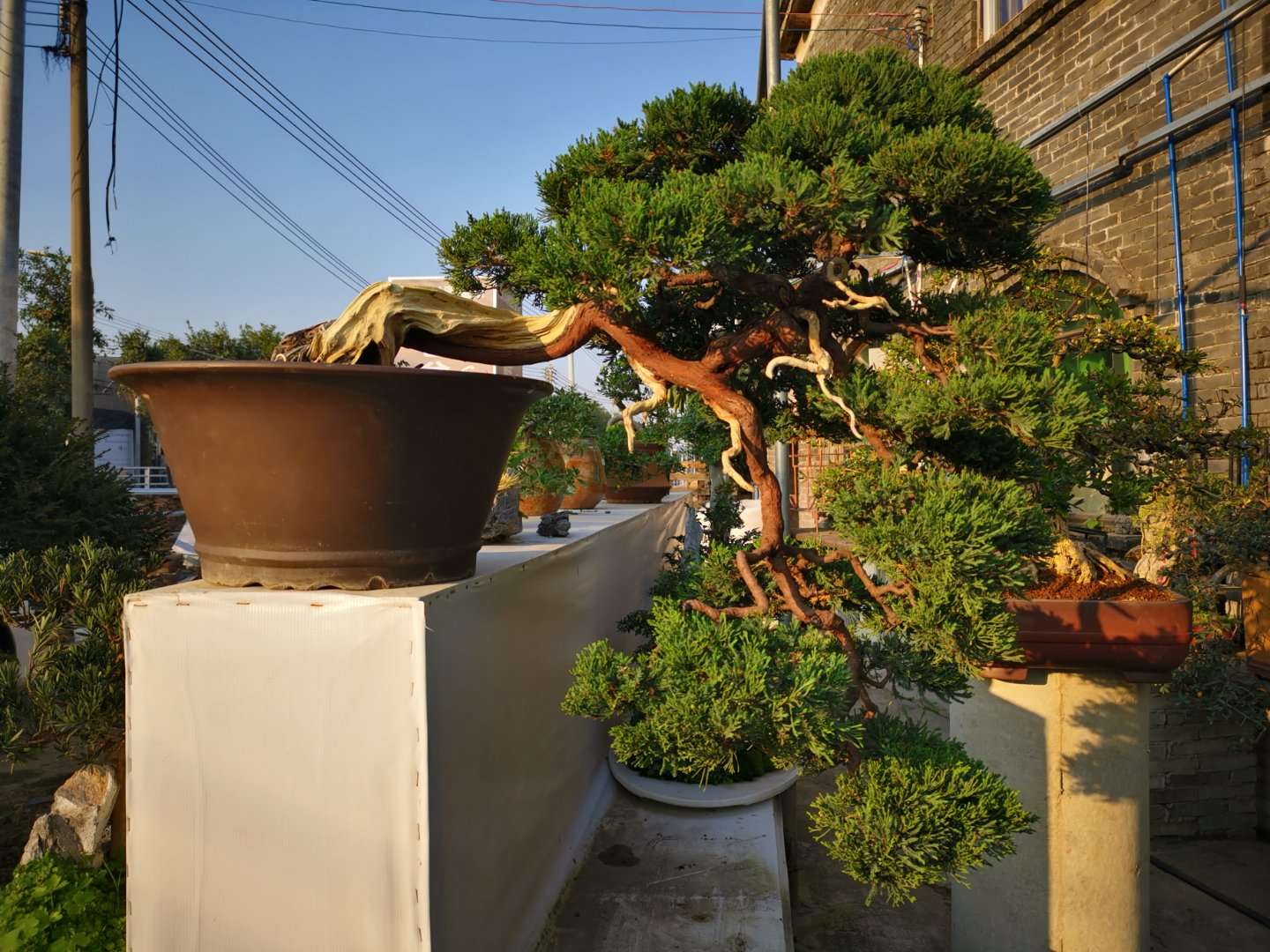 农村小哥养护的这些盆景,每一盆都能带给你惊喜!