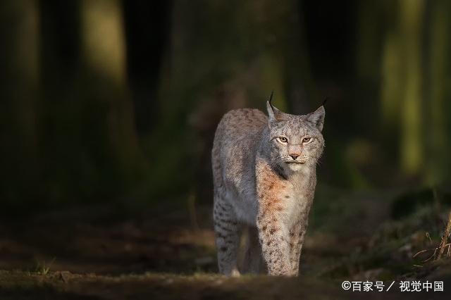 猞猁的外表非常像猫,但是它的耳尖有一缕黑色的毛