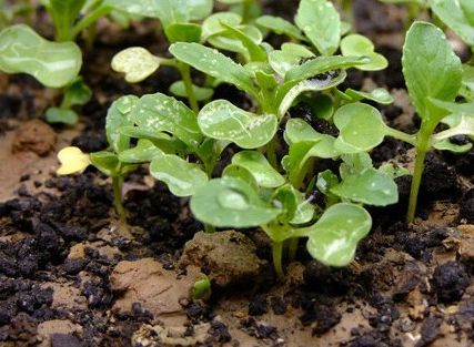 阳台种菜没有那么难,这种菜被称为"信心菜",给点水就疯长