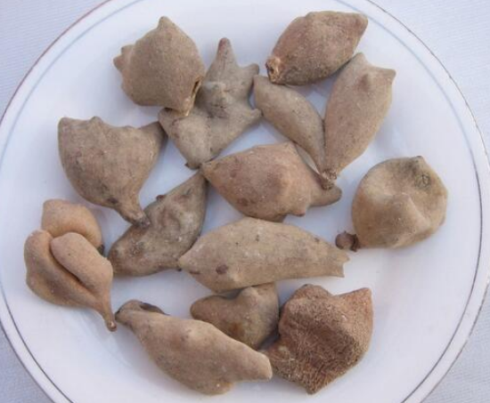 同时对于一些生物碱或者是不溶解化合物中毒,也可以使用五倍子来解毒