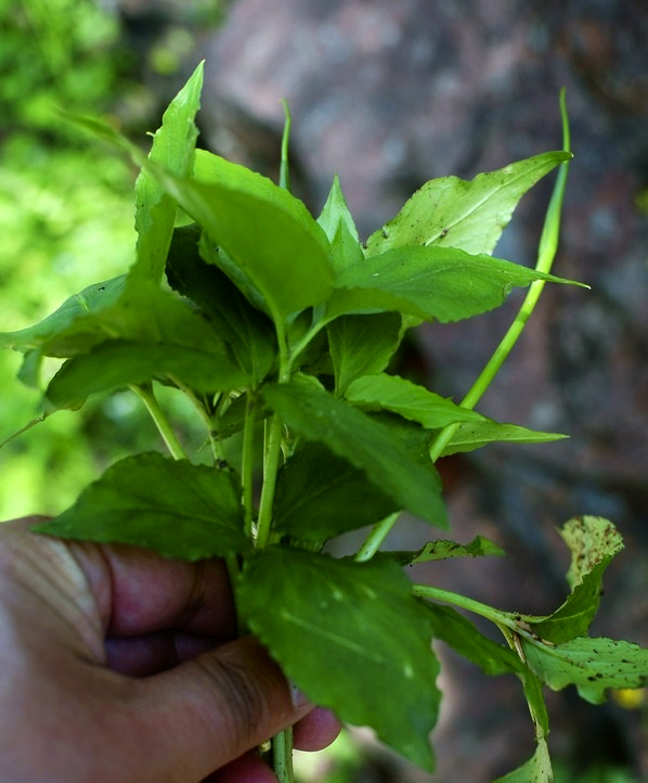 三步跳植物图片