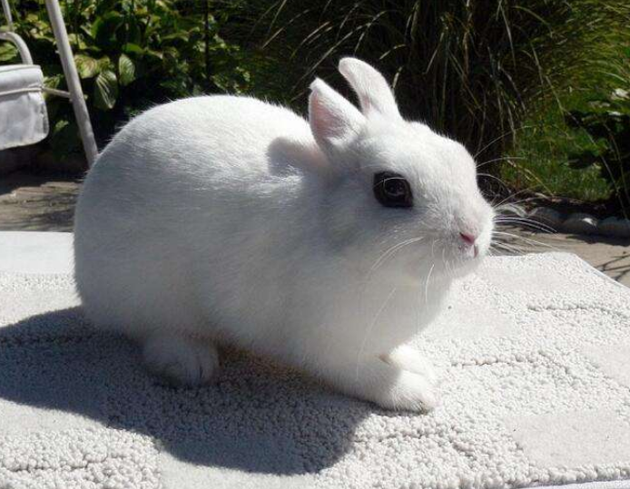 4,大耳白兔,这种兔子的毛发看起来是白色的,而且耳朵比较大,如果是你