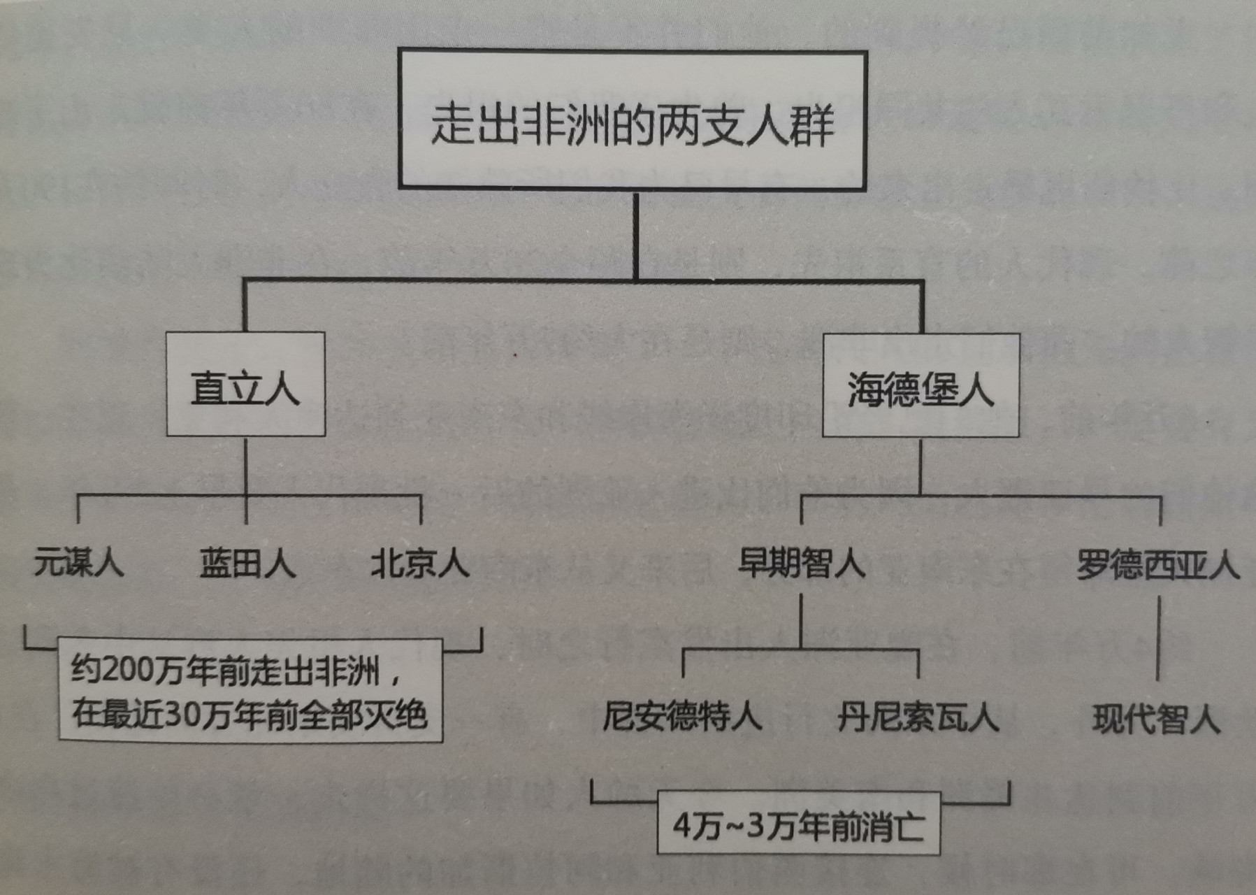 北京猿人和元谋人图片